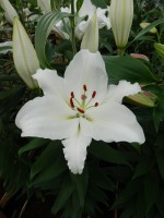 [4369 Queensland DJ No02.JPG]